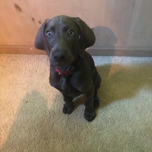 Meet your Posher, Betty